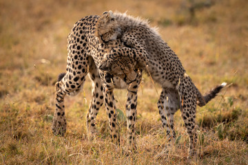 Cheetah playing with cub in long grass