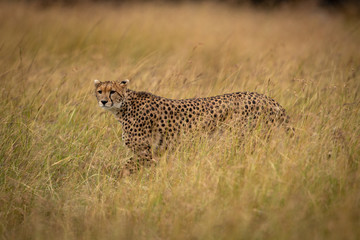 Cheetah prowling through long grass looking left
