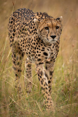 Cheetah prowling through long grass on savannah