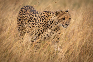 Cheetah prowls through long grass on savannah