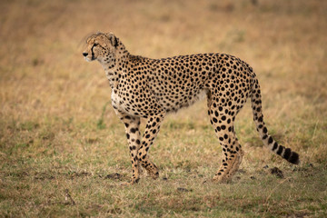 Cheetah raising paw to walk across grass