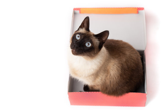 cat sitting in a color box isolated on white background. cardboard box with a cat