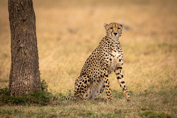 Cheetah sits beside tree staring towards camera