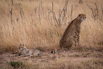 Cheetah sits beside cub lying in grass