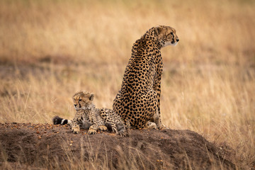 Cheetah sits by cub on earth mound