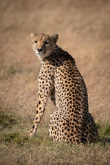 Fototapeta na wymiar Cheetah sits in dry grass looking back