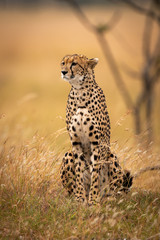 Cheetah sits in long grass beside tree