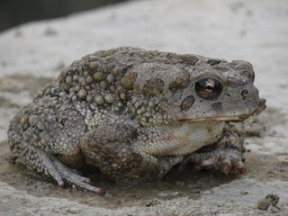Wise Frog