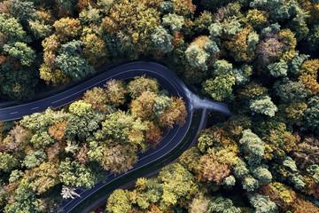 curved street between autumn forest aerial drone view from above, dji