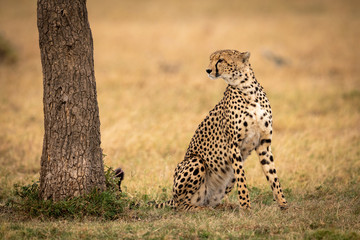 Cheetah sits looking past tree on grass