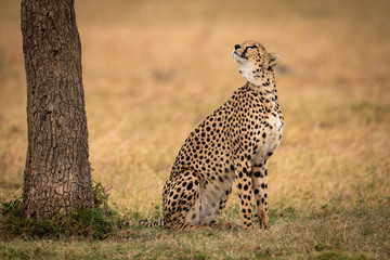 Cheetah sits on grass looking up tree