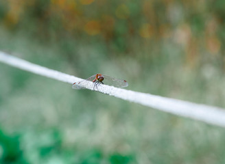 dragonfly　insect　creature 　animal