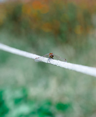 dragonfly　insect　creature 　animal