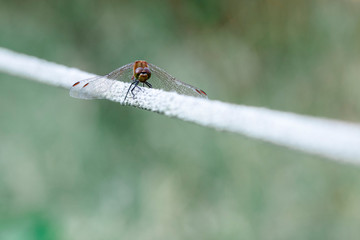 dragonfly　insect　creature 　animal