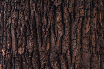Ttree bark texture. Wooden background for web page fill or graphic design.