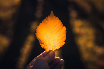 autumn yellow leaf in hand