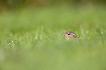 A female House sparrow (Passer domesticus) foraging in the grass in a garden on Helgoland. with in the fore and background green grass and flowers.