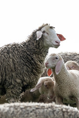 Alleinerziehende Mutter