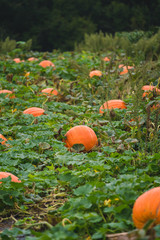 Pumpkins On Grass