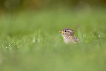 Fototapeta premium A female House sparrow (Passer domesticus) foraging in the grass in a garden on Helgoland. with in the fore and background green grass and flowers.