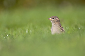A female House sparrow (Passer domesticus) foraging in the grass in a garden on Helgoland. with in the fore and background green grass and flowers.