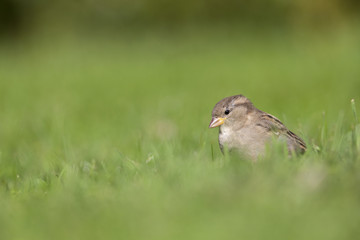Obraz premium A female House sparrow (Passer domesticus) foraging in the grass in a garden on Helgoland. with in the fore and background green grass and flowers.