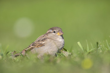 A female House sparrow (Passer domesticus) foraging in the grass in a garden on Helgoland. with in the fore and background green grass and flowers.