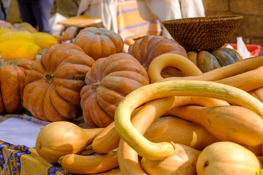 Composition de diff&eacute;rentes courges. (courge, citrouille, potiron, potimarron).	