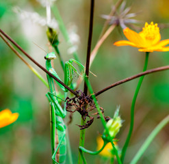 mantis　insect　 creature　animal 