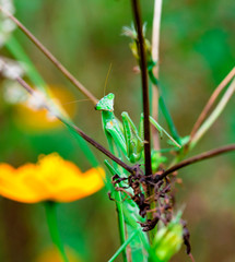 mantis　insect　 creature　animal 
