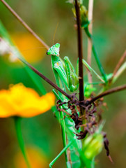 mantis　insect　 creature　animal 