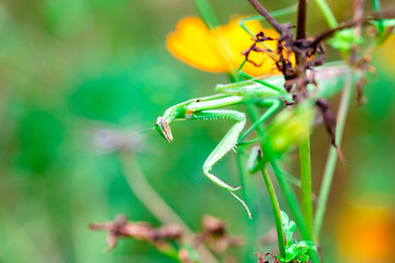mantis　insect　 creature　animal 