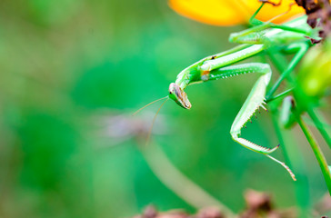 mantis　insect　 creature　animal 