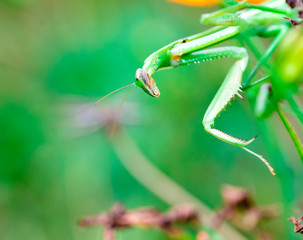 mantis　insect　 creature　animal 