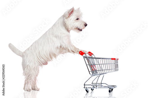 westie shop