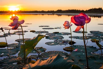 Papier Peint photo Lavable fleur de lotus Lotus flowers at sunset