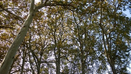 Arbres remarquables au chateau de Courcelles sur Vesles dans l'Aisne. France