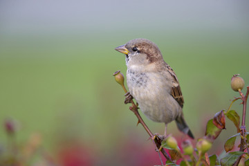 A male House sparrow (Passer domesticus) perched on a branch of a rose hip bush. Behind the bird a beautiful green background.