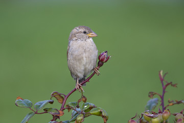 A female House sparrow (Passer domesticus) perched on a branch of a rose hip bush. Behind the bird a beautiful green background.