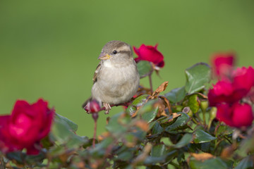 A female House sparrow (Passer domesticus) perched on a branch of a rose hip bush with roses. Behind the bird a beautiful green background with a valentines day atmosphere.