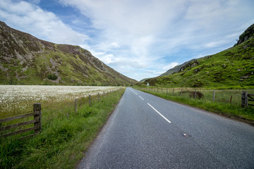 ruta entre montañas y campos de flores silvestres
