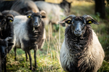 Familienfoto einer Schafherde Skudden auf Weide vor unscharfem Hintergrund in Neckartenzlingen.