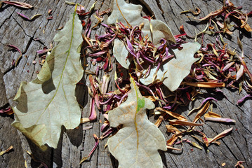 Zinnia bicolor flaccid pink flower petals and white oak leaves,  close up detail, soft gray wooden  background, top view