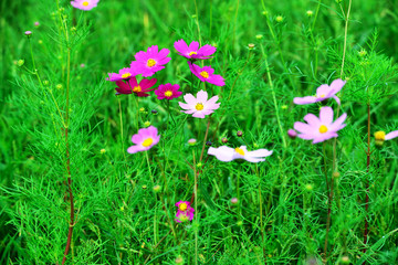 三光のコスモス