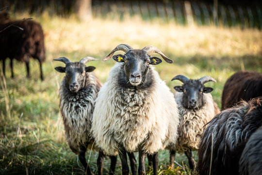 Familienfoto einer Schafherde vor unscharfem Hintergrund