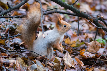 squirrel in forest
