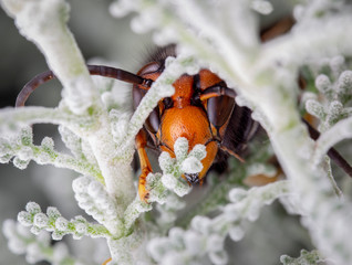 Assian wasp Vespa velutina