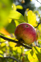 Czerwone jabłko rosnące na gałęzi - aaple