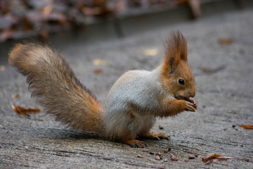 squirrel eating nut
