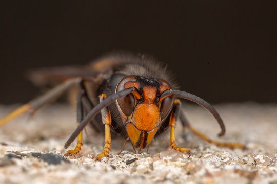 Assian wasp Vespa velutina